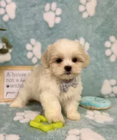 Milo under 10lbs!, a male Maltese and Shih Tzu for sale in Noblesville, IN – 4 of 8
