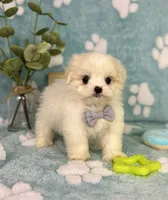 Teddy - under 10lbs!, a male Mal Shi for sale in Noblesville, IN – 3 of 9