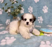 Maverick under 10lbs! , a male Maltese and Shih Tzu for sale in Noblesville, IN – 3 of 7