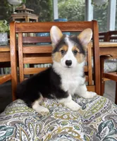 Brooks CKC, a male Pembroke Welsh Corgi for sale in Noblesville, IN – 7 of 9