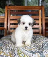 Maverick - under 10 lbs!, a male Maltese and Shih Tzu for sale in Noblesville, IN – 9 of 10