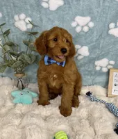 Zane , a male Miniature Goldendoodle for sale in Noblesville, IN – 6 of 8