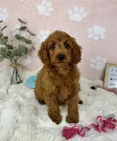 Lexi, a female Miniature Goldendoodle for sale in Noblesville, IN – 6 of 7