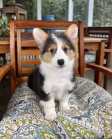 Brooks CKC, a male Pembroke Welsh Corgi for sale in Noblesville, IN – 4 of 9