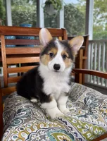 Brooks CKC, a male Pembroke Welsh Corgi for sale in Noblesville, IN – 6 of 9