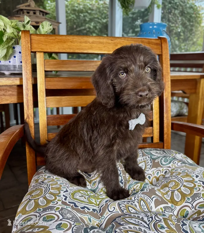 Oscar  – Labradoodle, Miniature Bernedoodle puppy for sale in Noblesville, IN