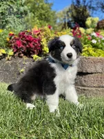Andy, a male Miniature American Shepherd for sale in Noblesville, IN – 8 of 8