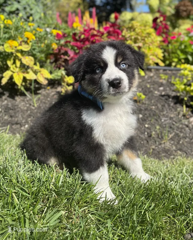Alex – Miniature Australian Shepherd puppy for sale in Noblesville, IN