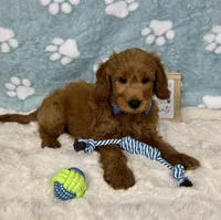 Finn, a male Miniature Goldendoodle for sale in Noblesville, IN – 6 of 7