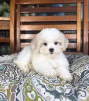 Miles - under 10lbs!, a male Mal Shi for sale in Noblesville, IN – 3 of 7