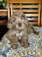 Reese, a male Labradoodle for sale in Noblesville, IN – 5 of 9