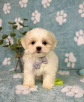 Milo under 10lbs!, a male Maltese and Shih Tzu for sale in Noblesville, IN – 8 of 8