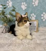 Bambi, a female Pembroke Welsh Corgi for sale in Noblesville, IN – 2 of 6