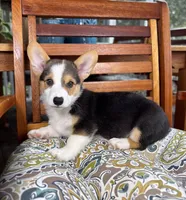 Beckham CKC , a male Pembroke Welsh Corgi for sale in Noblesville, IN – 3 of 7