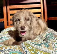 Lily, a female Labradoodle for sale in Noblesville, IN – 8 of 10