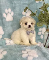 Teddy under 10lbs!, a male Mal Shi for sale in Noblesville, IN – 3 of 9