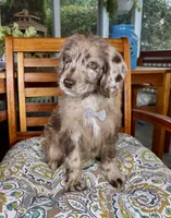 Chip, a male Labradoodle and Miniature Bernedoodle for sale in Noblesville, IN – 8 of 8