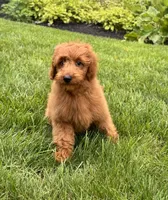Lola, a female Miniature Goldendoodle for sale in Noblesville, IN – 4 of 9