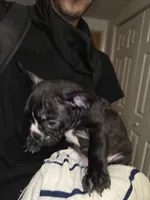Mudd, a male French Bulldog and American Bully for sale in Port Richey, FL – 4 of 8