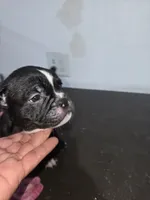 night , a male American Bully for sale in Port Richey, FL – 3 of 5