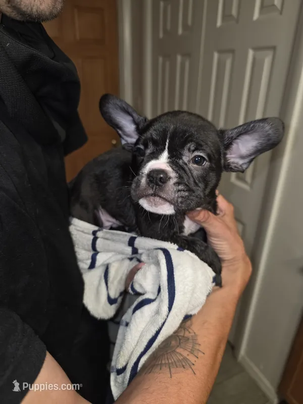Mudd – French Bulldog, American Bully puppy for sale in Port Richey, FL