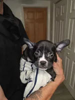 Mudd, a male French Bulldog and American Bully for sale in Port Richey, FL – 7 of 8