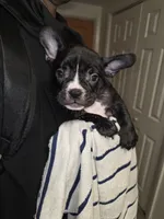 Mudd, a male French Bulldog and American Bully for sale in Port Richey, FL – 8 of 8