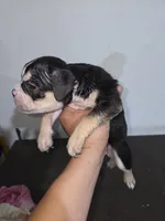 Spotty, a male American Bully for sale in Port Richey, FL – 4 of 6