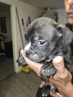 Galaxy, a male French Bulldog and American Bully for sale in Port Richey, FL – 8 of 10