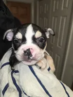Spotty, a male French Bulldog and American Bully for sale in Port Richey, FL – 8 of 9