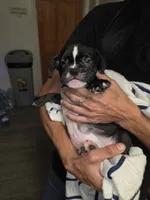 night , a male French Bulldog and American Bully for sale in Port Richey, FL – 7 of 8