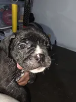 night , a male American Bully for sale in Port Richey, FL – 2 of 5