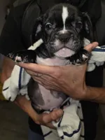 night , a male French Bulldog and American Bully for sale in Port Richey, FL – 6 of 8