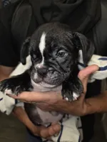 night , a male French Bulldog and American Bully for sale in Port Richey, FL – 5 of 8