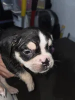 Spotty, a male American Bully for sale in Port Richey, FL – 5 of 6