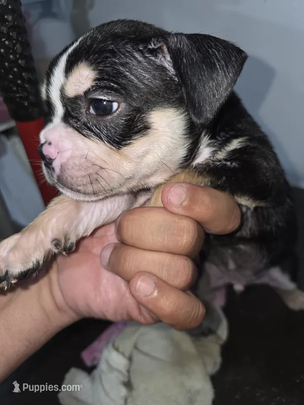 Spotty – French Bulldog, American Bully puppy for sale in Port Richey, FL