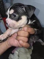 Spotty, a male American Bully for sale in Port Richey, FL – 3 of 6