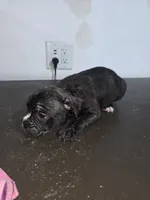 Galaxy, a male American Bully for sale in Port Richey, FL – 3 of 6