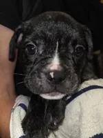 Galaxy, a male French Bulldog and American Bully for sale in Port Richey, FL – 9 of 10