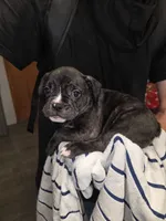 Galaxy, a male French Bulldog and American Bully for sale in Port Richey, FL – 5 of 10