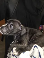 Galaxy, a male French Bulldog and American Bully for sale in Port Richey, FL – 4 of 10
