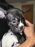 Mudd, a male French Bulldog and American Bully for sale in Port Richey, FL – 3 of 8