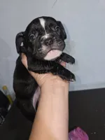 night , a male American Bully for sale in Port Richey, FL – 5 of 5