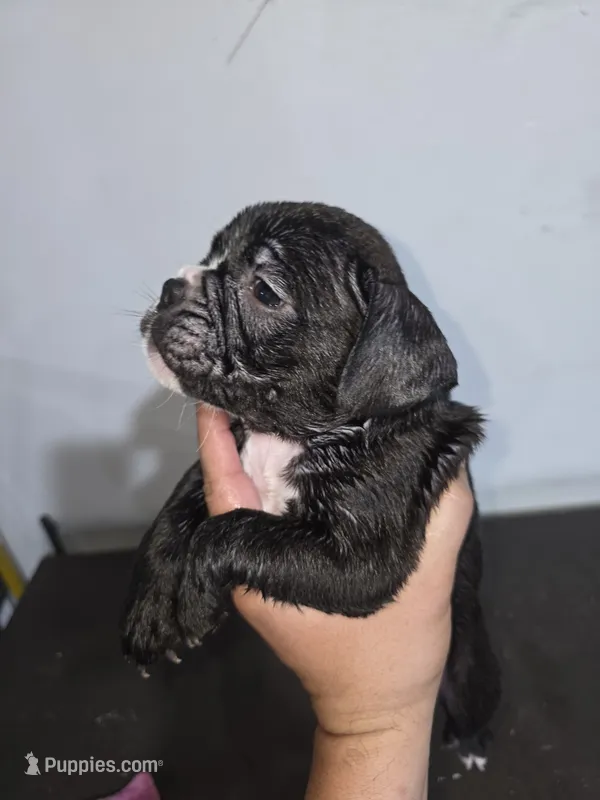Mudd – American Bully puppy for sale in Port Richey, FL