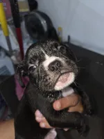 Mudd, a male American Bully for sale in Port Richey, FL – 7 of 7