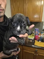 Galaxy, a male French Bulldog and American Bully for sale in Port Richey, FL – 10 of 10