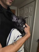 Mudd, a male French Bulldog and American Bully for sale in Port Richey, FL – 6 of 8
