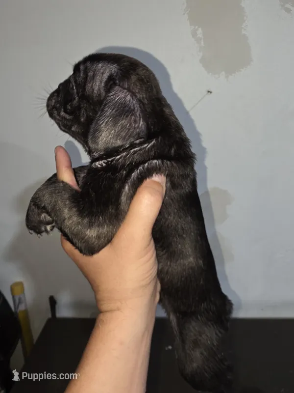 night  – American Bully puppy for sale in Port Richey, FL
