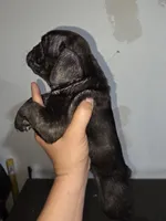night , a male American Bully for sale in Port Richey, FL – 1 of 5