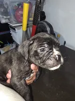 night , a male American Bully for sale in Port Richey, FL – 4 of 5